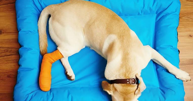 What to Do When Your Dog Breaks a Bone: Real Advice from the Vet’s Side