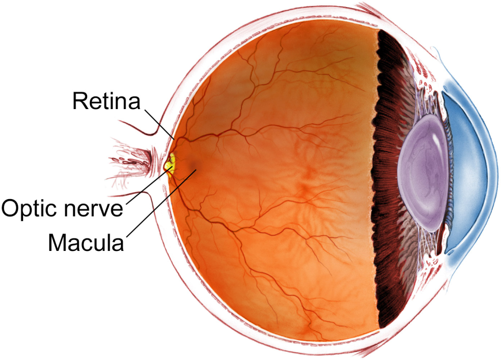 Who Is a Retina Specialist and When Should You Consult One