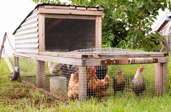 Chicken Run Shelters: Keeping Backyard Flocks Safe Across Australia